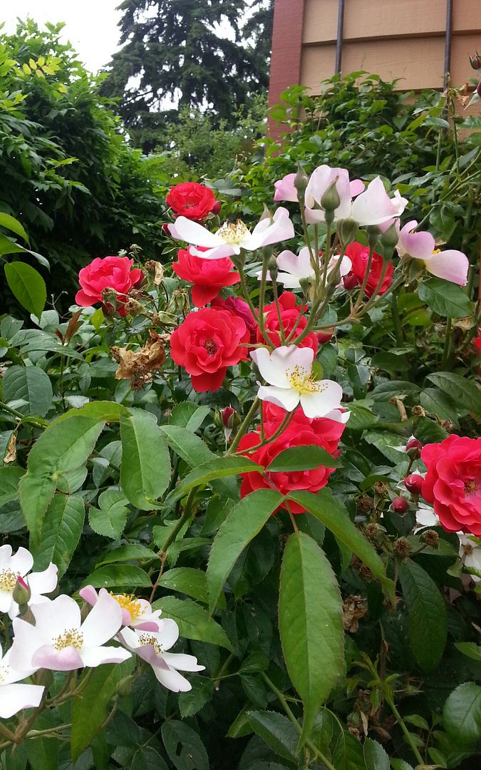  photo 20140720_103233-1_zpslog9g0vz.jpg